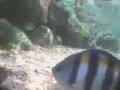 Birmingham - Sea Life Centre