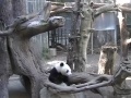 San Diego -  panda
