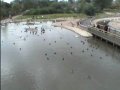 Slimbridge - Wildfowl Wetlands Trust