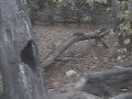 Taraje