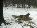 Pittsburgh - Tygrys syberyjski