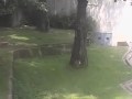 Tygrysy