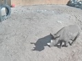Tallinn - ogród zoologiczny