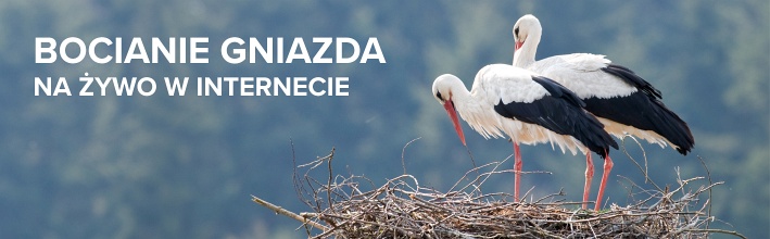 Pierwsze bociany już w Europie. Zobacz na żywo!