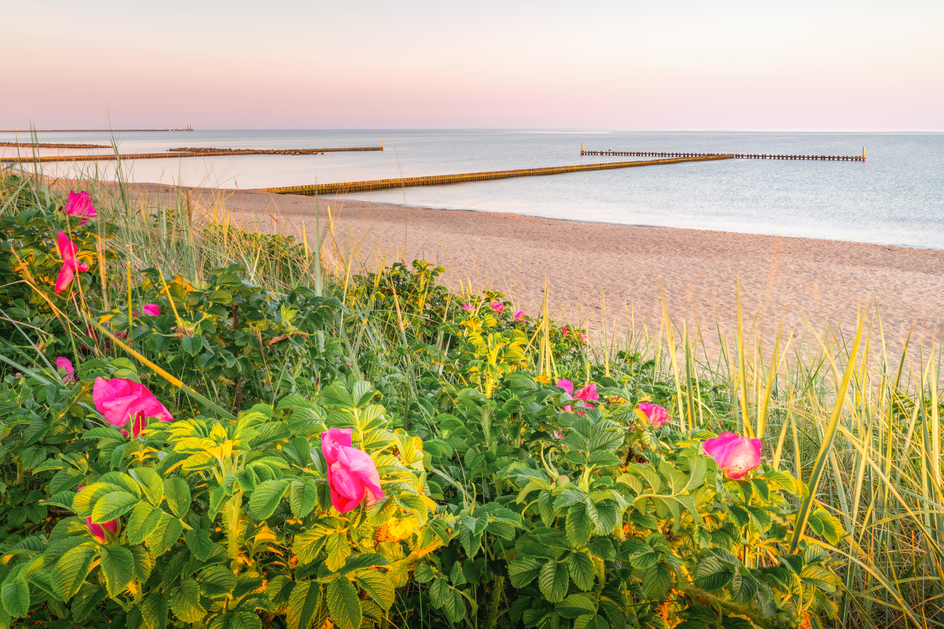 Plaża na żywo