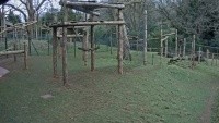 Paignton - Zoo - Makaki i gibony