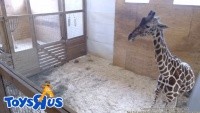 Harpursville - Animal Adventure Park - Żyrafy