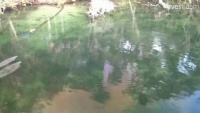 Blue Spring State Park - Manatee