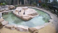 Hayle - Paradise Park - Pingwiny