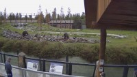 West Yellowstone - Wildlife Park Center - Grizzly Bears