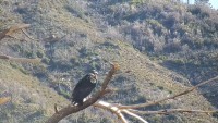 Big Sur - Ventana Wildlife Society's - Nido de cóndor