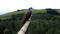 Hafren Forest - Gniazdo rybołowa