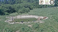 Zărnești - Sanctuarul de ursi Libearty