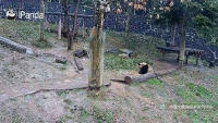 Chengdu - Rezerwat Pandy Wielkiej