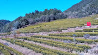 Dali - Yongping - Longmen - Tea Fields