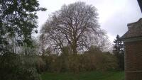 Ely - King's Ely - Great London Plain Tree