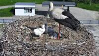 Storks