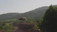 Storks