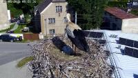 Storks