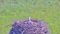 Storks