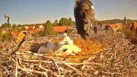 Storks