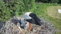 White Storks