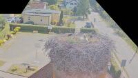 Storks