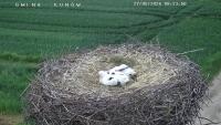 Storks