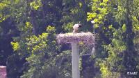 Mladé Buky - Storks nest