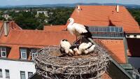 Straubing - Cigognes