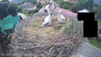 Stork's nest