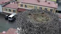 Storks