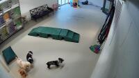 Pikesville - Parkwood Pet Resort Pikesville