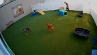 Baltimore - Parkwood Pet Resort Locust Point