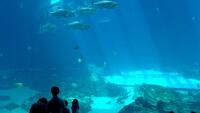 Atlanta - Acuario de Georgia