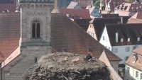 Dinkelsbühl - Bociany