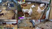 Dumfries - Dalscone Farm Fun