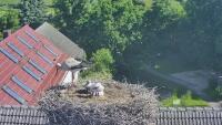 Fehrbellin - Linum - Cigognes