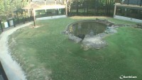Florence - George H. Carroll Lion Habitat