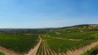 Givry - Viñedos