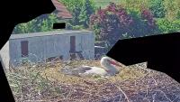 Kaszczorek - Storks