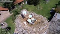 Knittelsheim - Cigognes