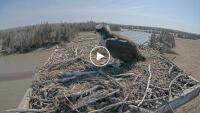Lamoine - Osprey nest