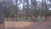 Ludlow - Ludlow Tuart Forest