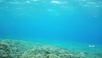 Majorka - Marine Reserve Illa del Toro