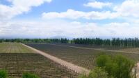 Mendoza - Finca La Anita
