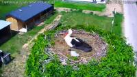Nowe Opole - Storks