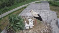 Rzepedź - Storks