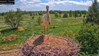Trzciniec - Storks