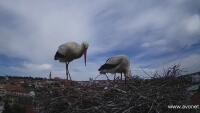 Uherský Brod - Storks